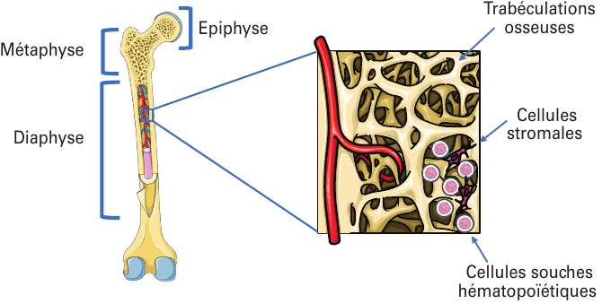 Anatomie des os longs.