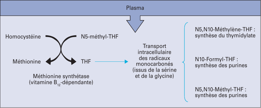 Rôle des folates réduits intracellulaires dans la synthèse des précurseurs nucléotidiques.