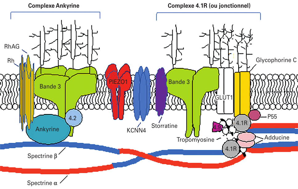 Schéma simplifié de la membrane érythrocytaire.