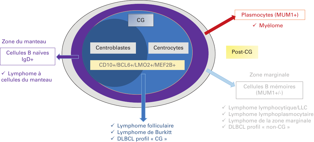 Origine cellulaire des principales entités de lymphomes B.