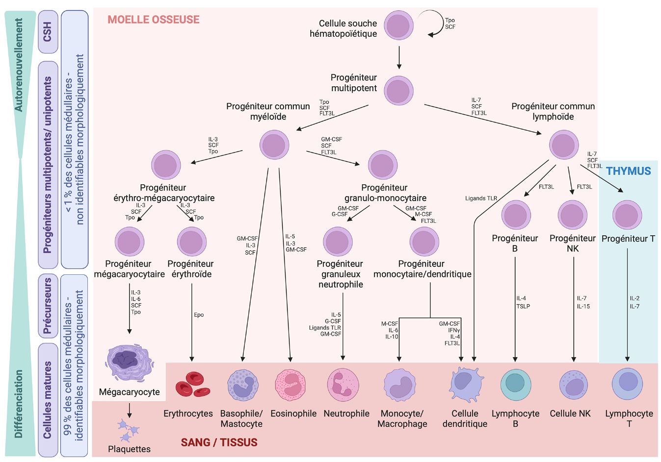 Illustration de l’implication des cytokines au cours de l’hématopoïèse.