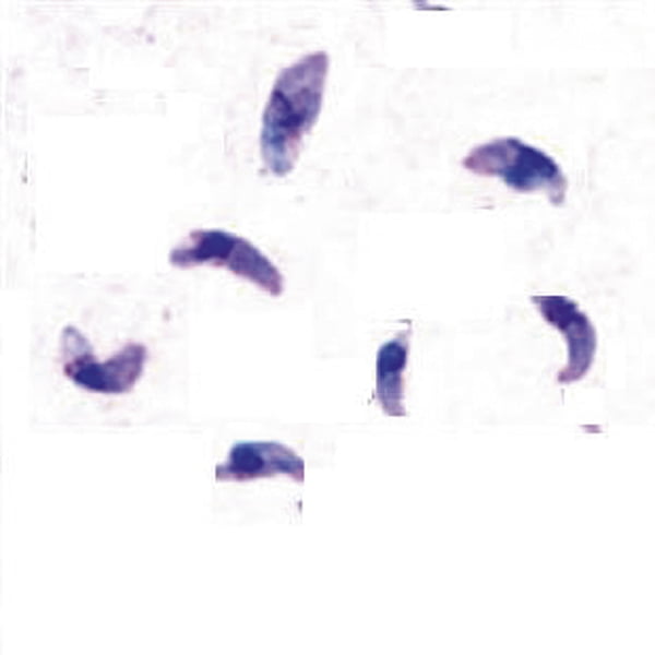 Tachyzoïtes de toxoplasme